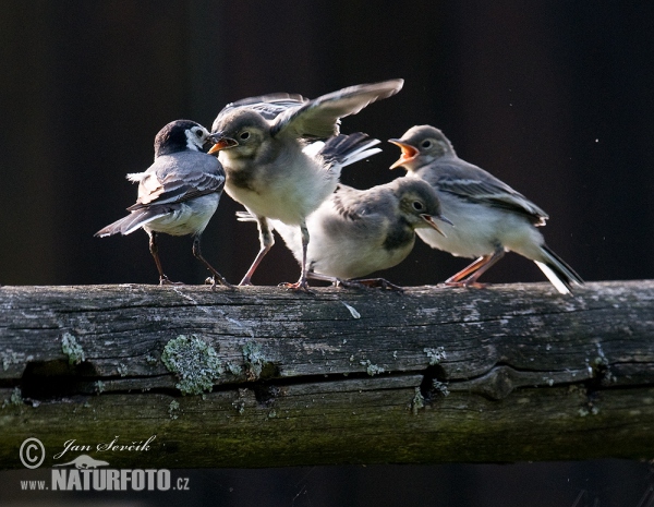 Bachstelze (Motacilla alba)