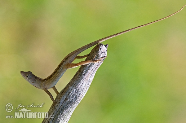 Bahamaanolis (Anolis sagrei)