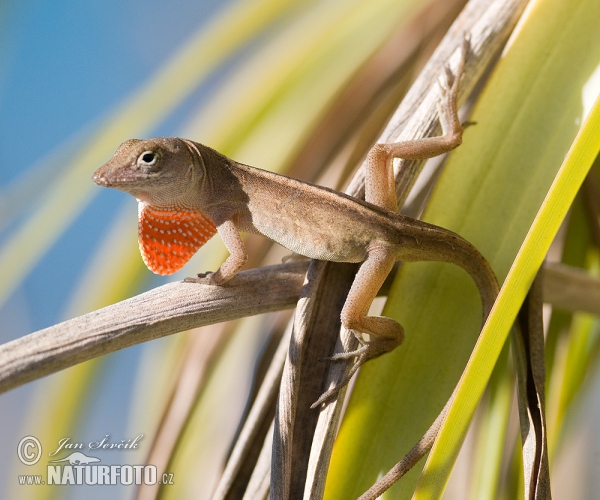 Bahamaanolis (Anolis sagrei)