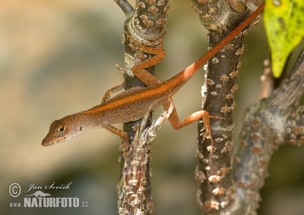 Bahamaanolis (Anolis sagrei)