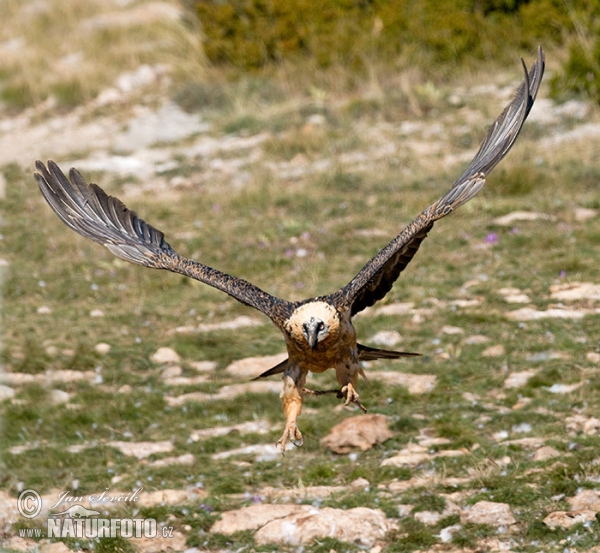 Bartgeier (Gypaetus barbatus)