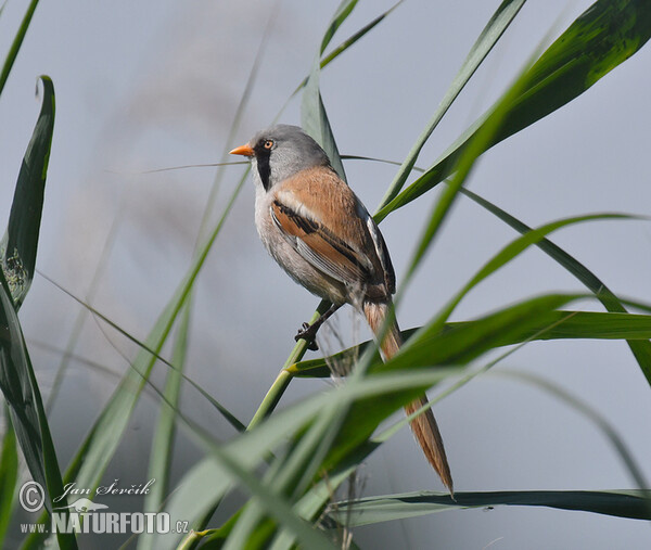 Bartmeise (Panurus biarmicus)