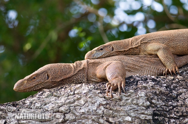 Bengalwaran (Varanus bengalensis)