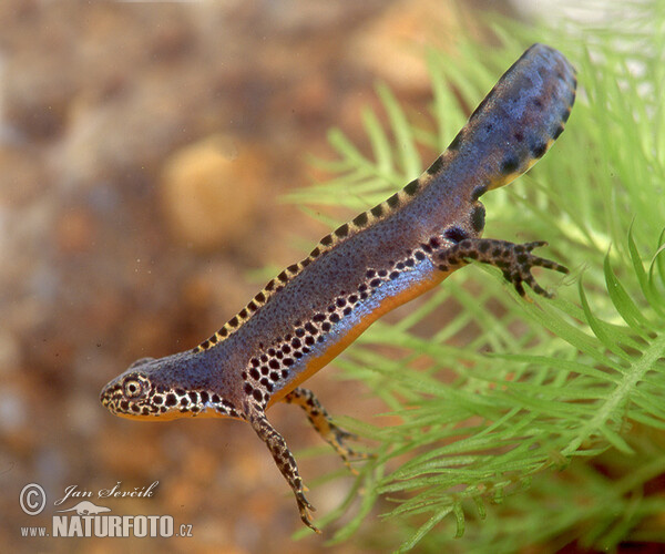 Bergmolch (Mesotriton alpestris)