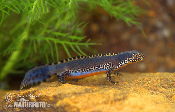 Bergmolch (Mesotriton alpestris)