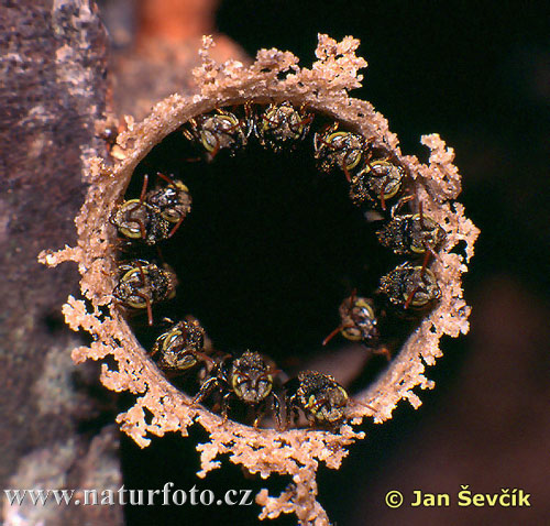 Bienen (Scaptotrigona sp.)