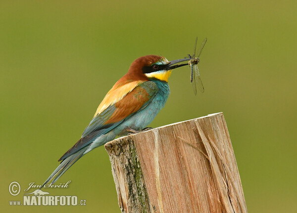 Bienenfresser (Merops apiaster)