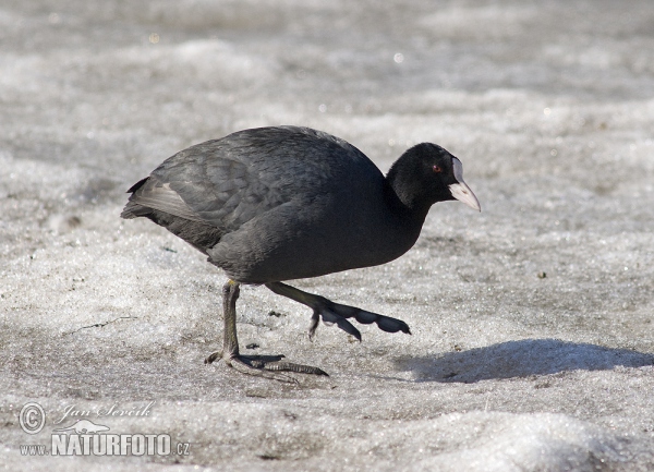 Blässhuhn (Fulica atra)