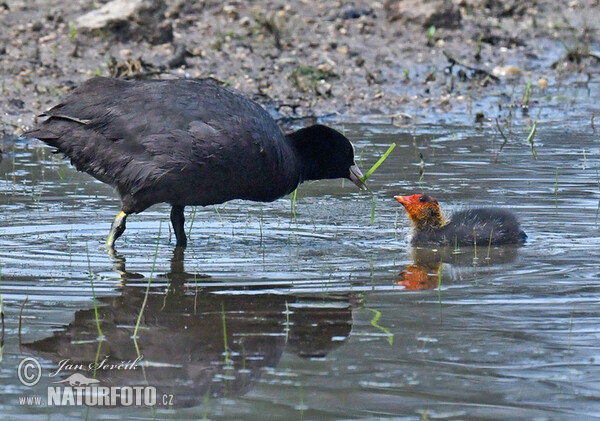 Blässhuhn (Fulica atra)