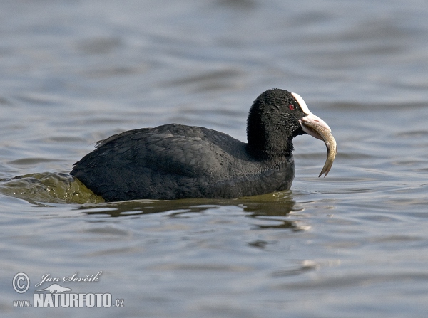 Blässhuhn (Fulica atra)