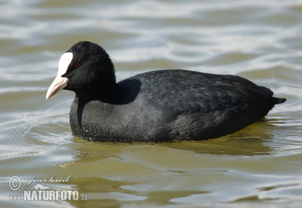 Blässhuhn (Fulica atra)