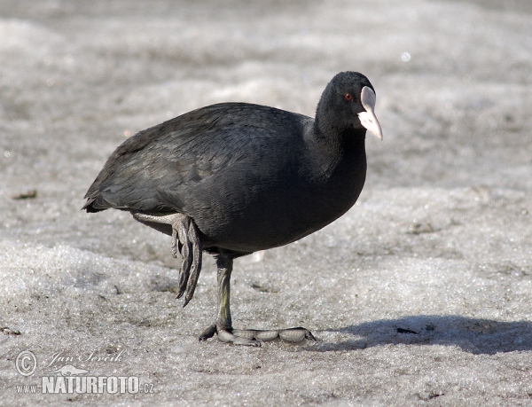 Blässhuhn (Fulica atra)