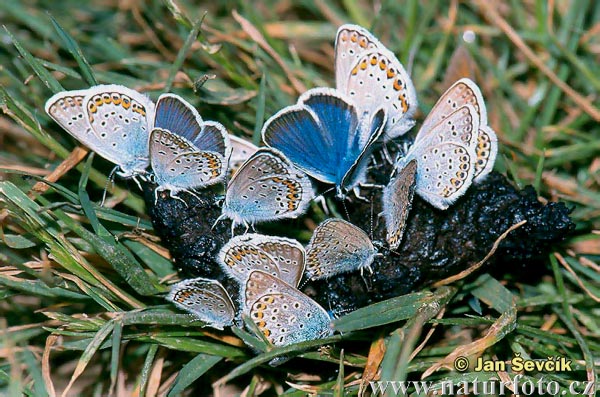 Blau Schmetterling (Lycaeides idas)