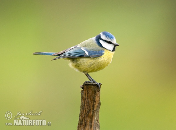 Blaumeise (Cyanistes caeruleus)