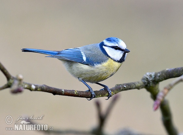 Blaumeise (Cyanistes caeruleus)