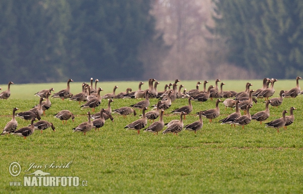 Blessgans (Anser albifrons)