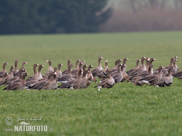 Blessgans (Anser albifrons)