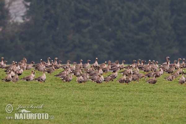 Blessgans (Anser albifrons)