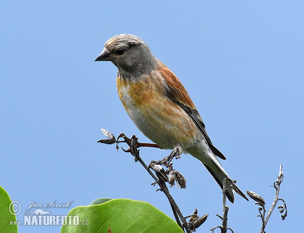 Bluthänfling, Hänfling (Carduelis cannabina)