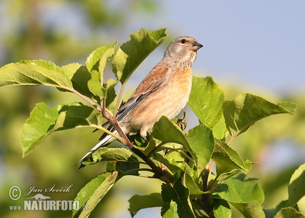 Bluthänfling, Hänfling (Carduelis cannabina)