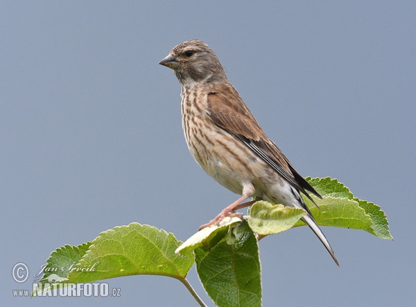 Bluthänfling, Hänfling (Carduelis cannabina)