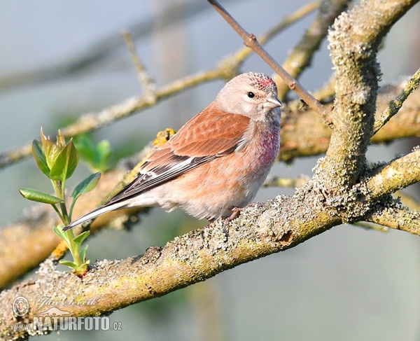 Bluthänfling, Hänfling (Carduelis cannabina)