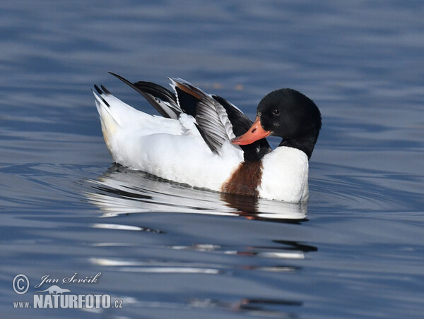 Brandgans (Tadorna tadorna)