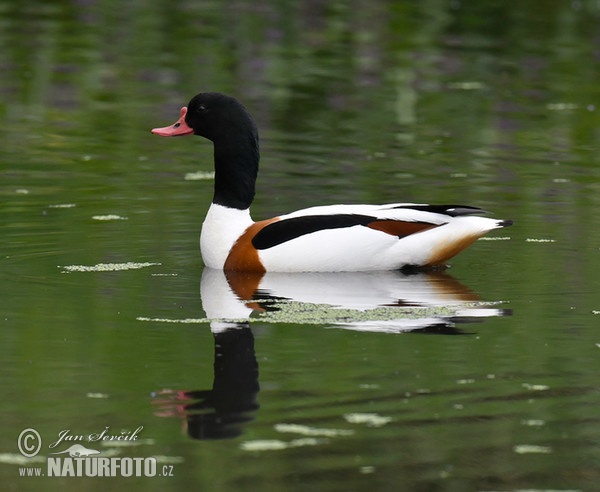 Brandgans (Tadorna tadorna)