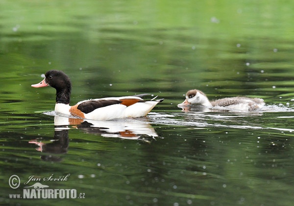 Brandgans (Tadorna tadorna)