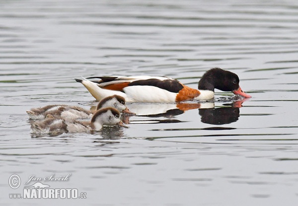 Brandgans (Tadorna tadorna)