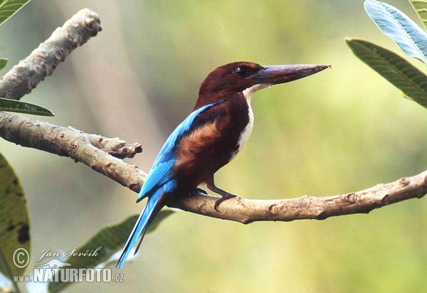 Braun Liest (Halcyon smyrnensis)