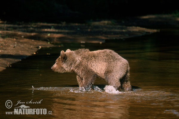 Braunbär (Ursus arctos)