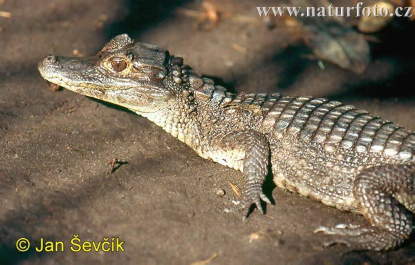 Brillenkaiman (Caiman crocodilus)
