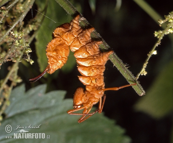 Buchen-Zahnspinner (Stauropus fagi)