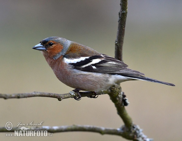 Buchfink (Fringilla coelebs)