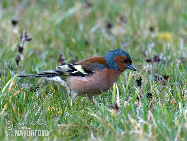 Buchfink (Fringilla coelebs)