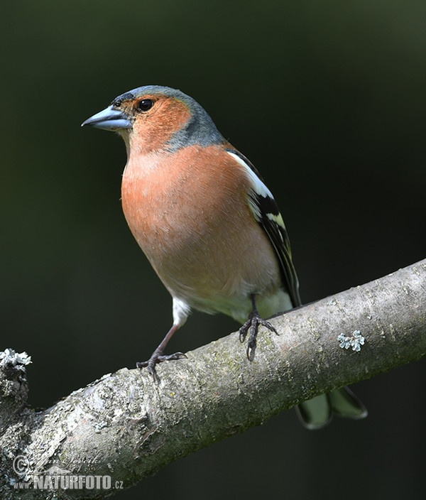 Buchfink (Fringilla coelebs)