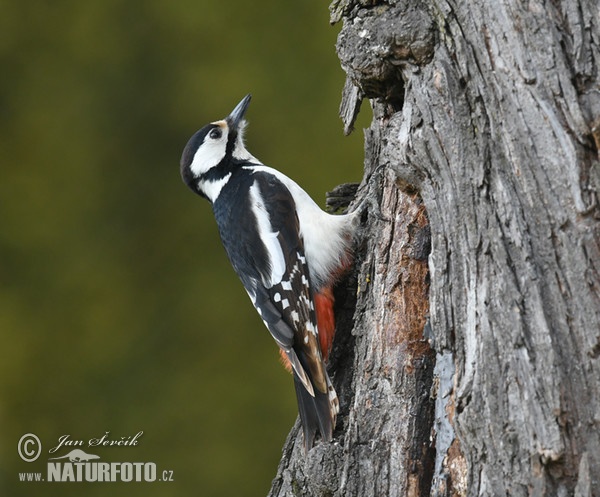 Buntspecht (Dendrocopos major)