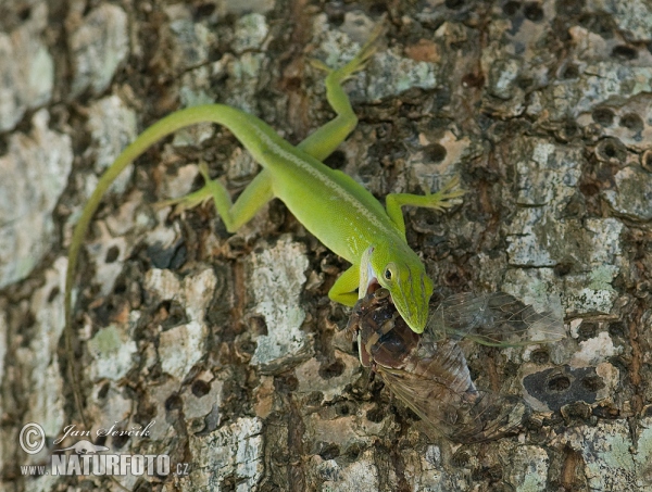 Cameleón (Anolis porcatus)