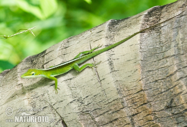 Cameleón (Anolis porcatus)