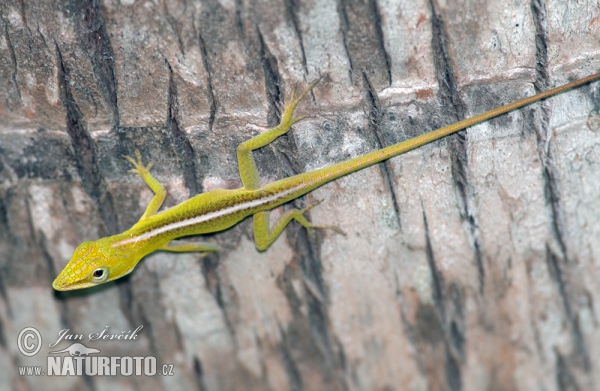 Cameleón (Anolis porcatus)