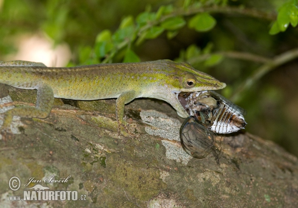 Cameleón Azul (Anolis allisoni)