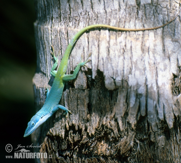 Cameleón Azul (Anolis allisoni)