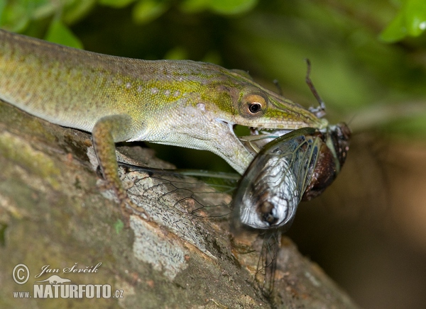 Cameleón Azul (Anolis allisoni)