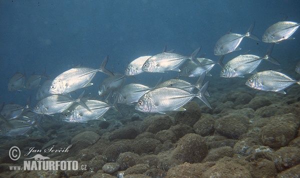 Caranx sexfasciatus (Caranx sexfasciatus)