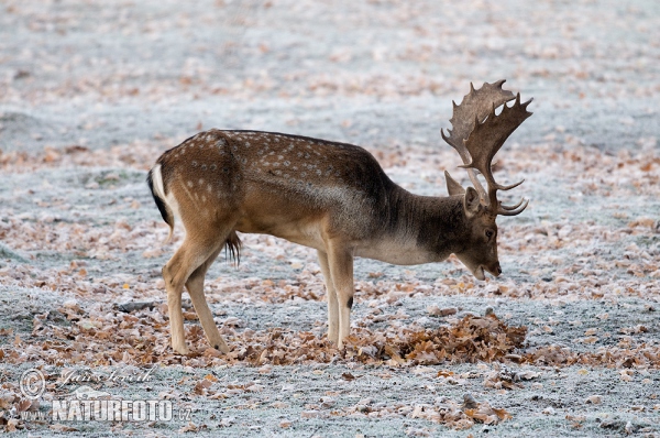 Damhirsch (Dama dama)