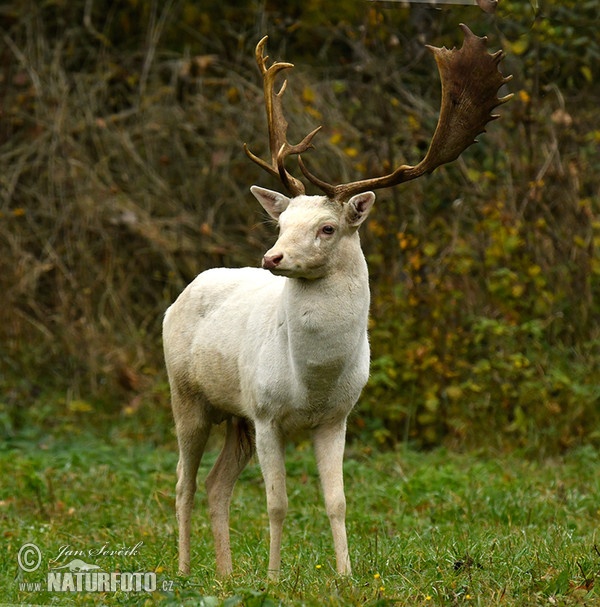 Damhirsch (Dama dama)