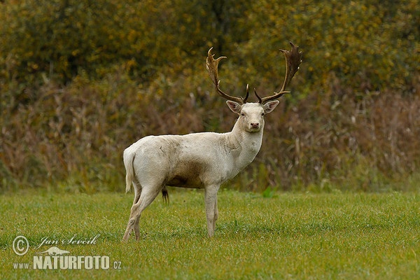 Damhirsch (Dama dama)