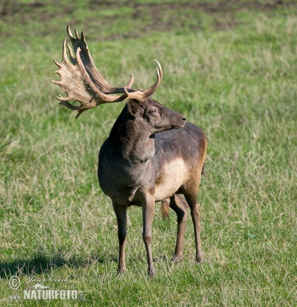 Damhirsch (Dama dama)