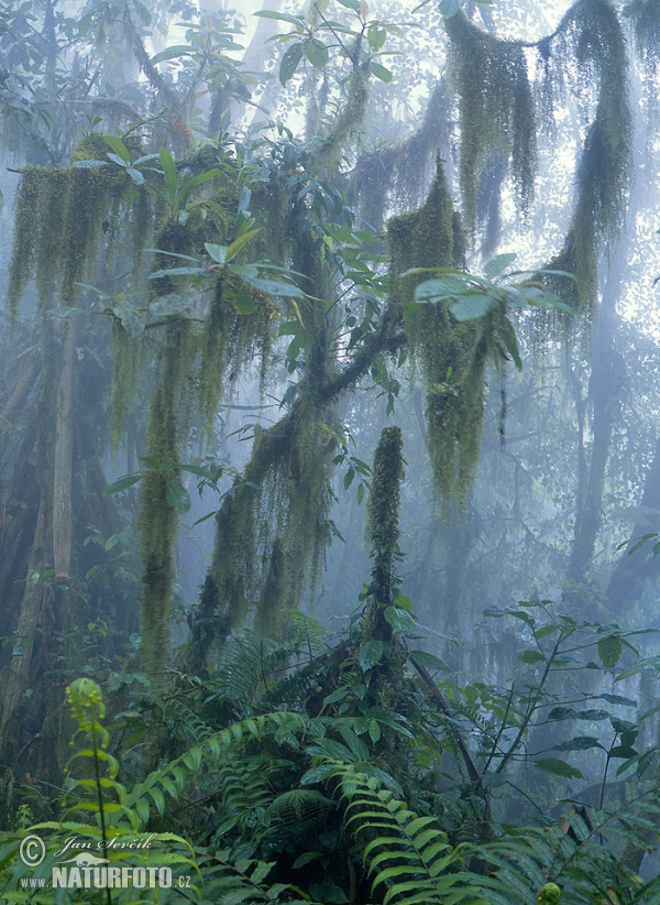 Der gebirgige regene Wald (BAL)